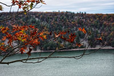 Autumn leaves on landscape against sky