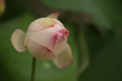 Close-up of pink lotus