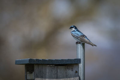 Bird perching on wooden post