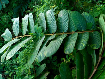 Full frame shot of fresh green leaves