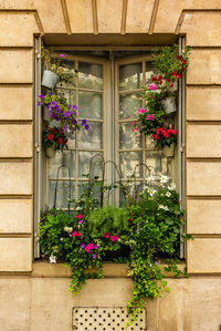 flowering plant