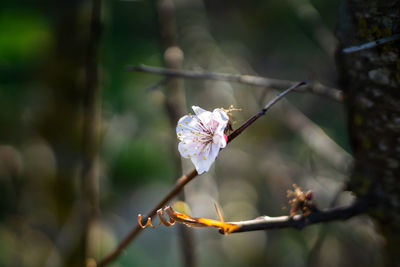 Wild prune blossom on branch