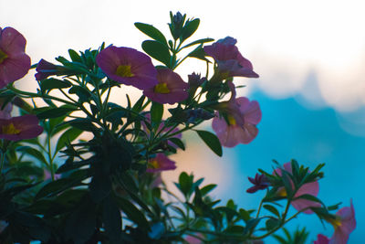 Close-up of pink flower tree against sky