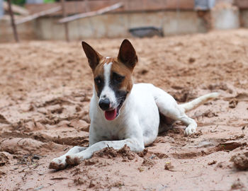 Portrait of a dog on sand