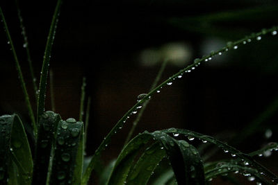 Close-up of water drops on plant