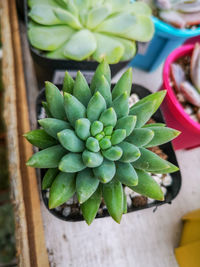 High angle view of succulent plant