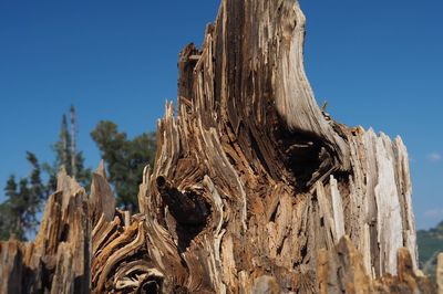 Low angle view of tree stump