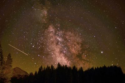 Silhouette trees against sky at night