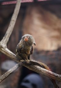 Tiny monkey on the branch