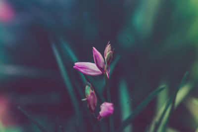 Close-up of pink flowering plant