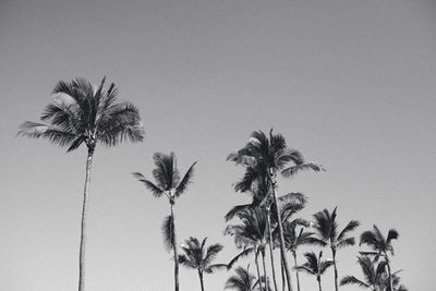 Low angle view of palm trees against clear sky