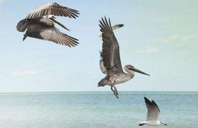 Birds flying over sea against sky