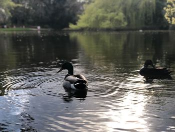 Ducks swimming in lake