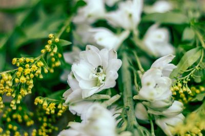 Close-up of white flowering plants