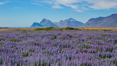 Mesmerizing lupine flowers with snow-capped mountain range backdrop during a brief icelandic summer