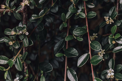 Green plant, close-up.