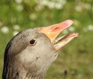 Close-up of a bird on field