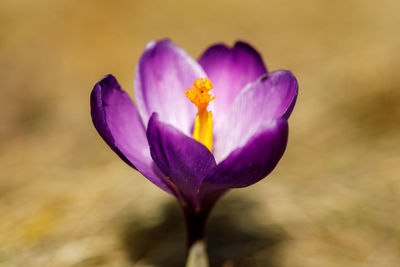 Close-up of purple crocus blooming outdoors