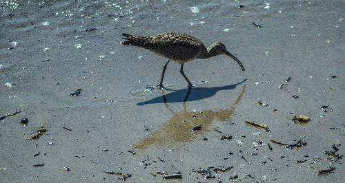 High angle view of bird
