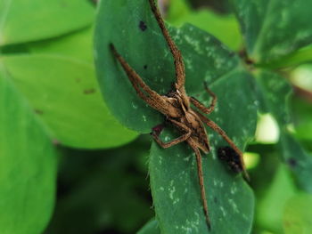 Close-up of insect on leaf