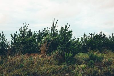 Plants on field against sky