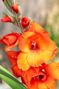 Close-up of red rose flower