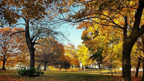 Trees in park