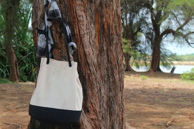 Close-up of clothes hanging on tree trunk