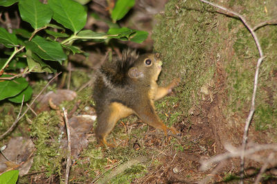 Monkey in a field