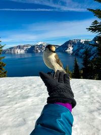 View of a bird on snow