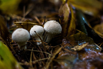 Close-up of mushrooms growing on plant