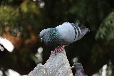 Funny pigeon doing a dance move on blurred background