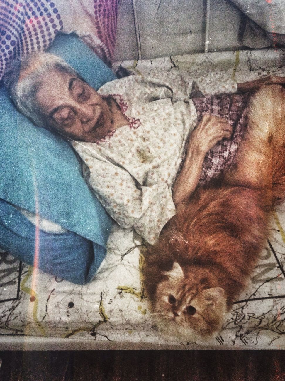 Aji may be the 35th cat in opah's life