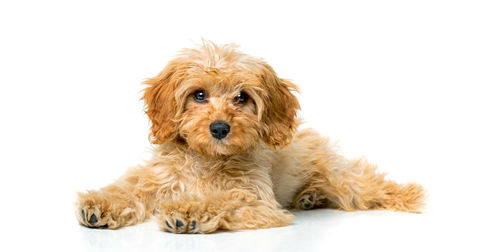 Portrait of a dog against white background