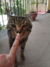 Close-up of hand holding cat