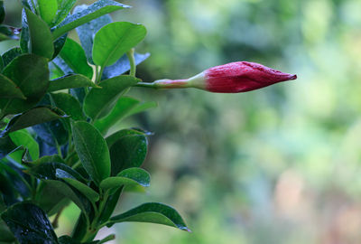 Close-up of red rose on plant