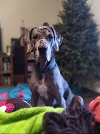 Portrait of dog sitting at home