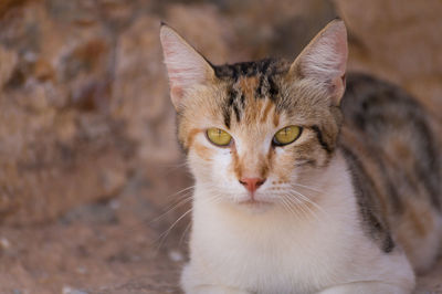 Close-up portrait of cat relaxing on field