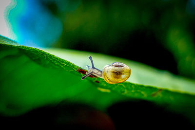 A tiny snail on a leaf
