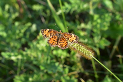 Close-up of insect on grass