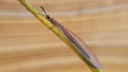 Close-up of caterpillar on leaf