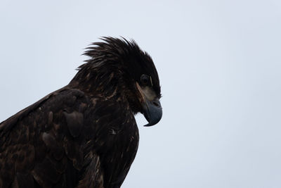 Low angle view of eagle against sky