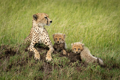 Cheetah family on field