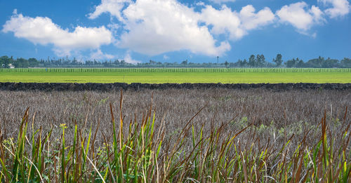 Scenic view of field against sky