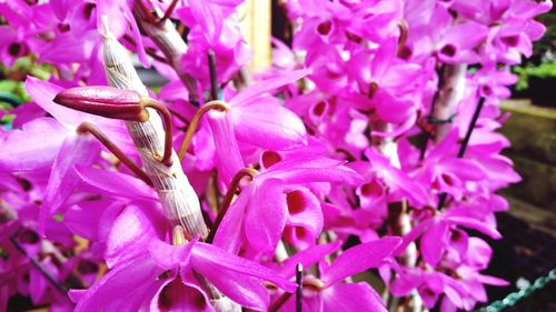 Close-up of pink flowers