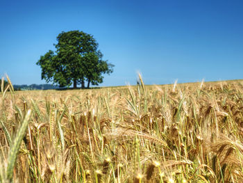 Alone lime tree in middle of barley or wheat field. clear blue sky in background.