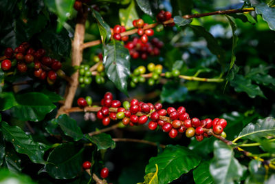 Red cherry coffee beans organic  of coffee plant before harvesting at chiang rai thailand