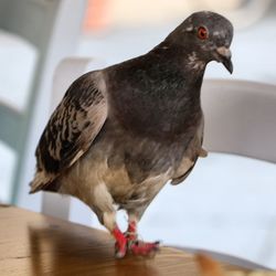 Close-up of bird perching on table