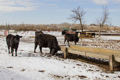 Black angus cow scratching her neck on a feed bunk.