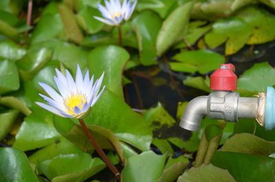 Close-up of lotus water lily